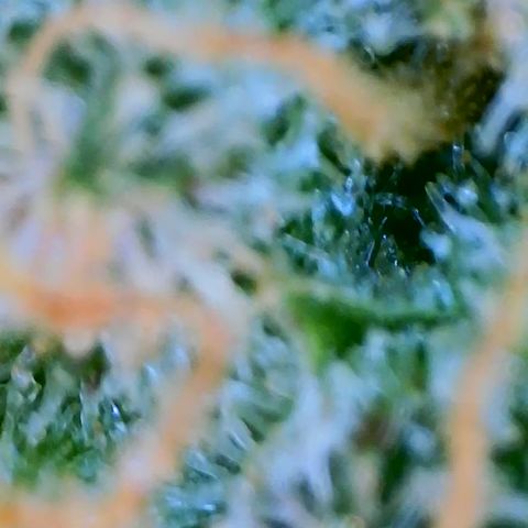 Cantaloupe Kush growlog timeline photo
