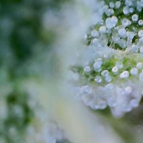 Lilac Diesel growlog timeline photo