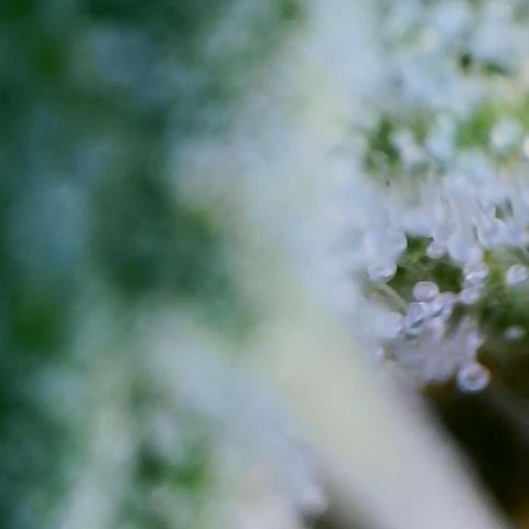 Lilac Diesel growlog timeline photo
