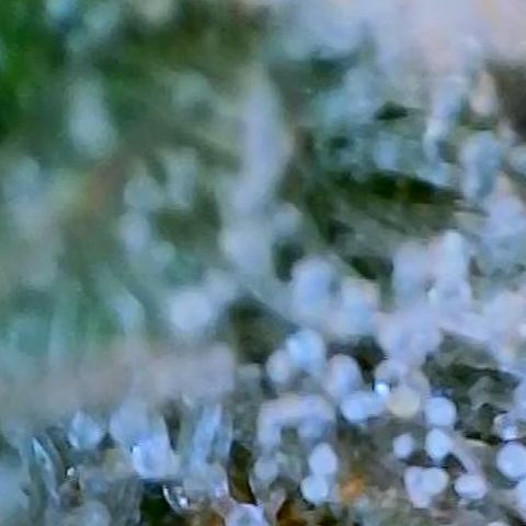 Lilac Diesel growlog timeline photo