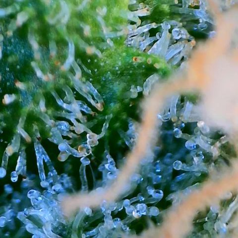 Cantaloupe Kush growlog timeline photo