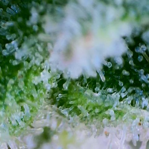 Lilac Diesel growlog timeline photo