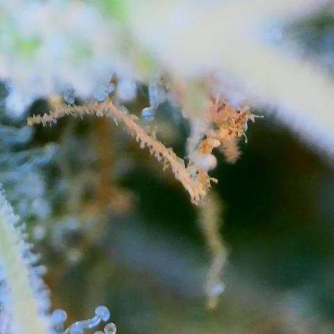 Cantaloupe Kush growlog timeline photo