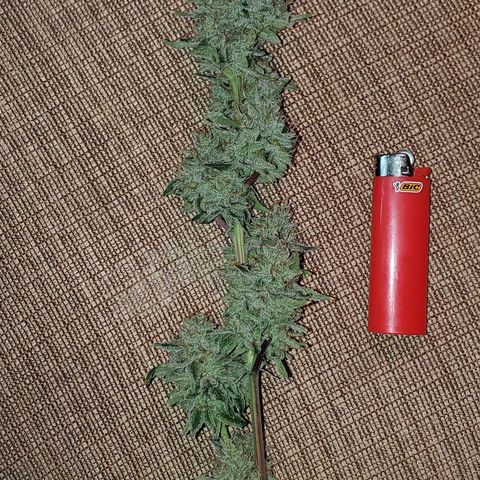 Lilac Diesel growlog timeline photo