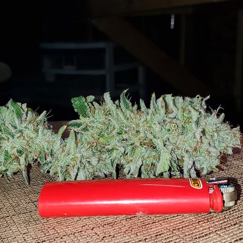 Lilac Diesel growlog timeline photo