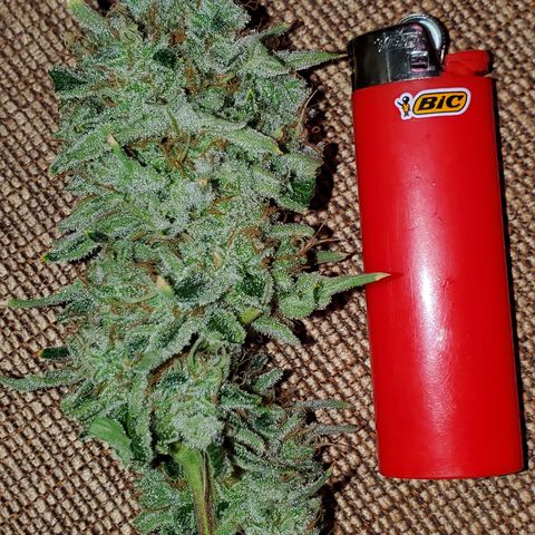 Lilac Diesel growlog timeline photo
