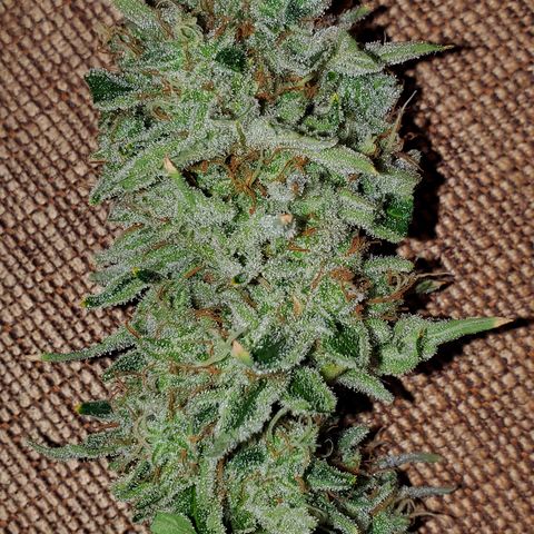 Lilac Diesel growlog timeline photo
