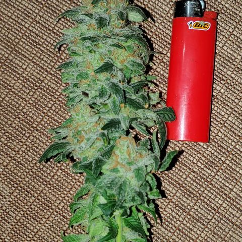 Cantaloupe Kush growlog timeline photo