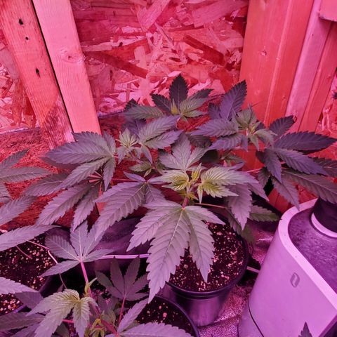 Purple Haze growlog timeline photo