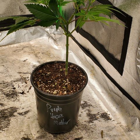 Purple Haze growlog timeline photo
