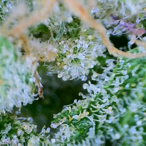 Lilac Diesel growlog timeline photo