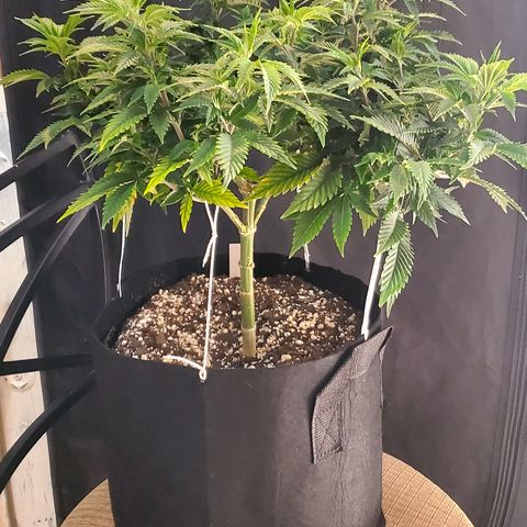 Purple Haze growlog timeline photo