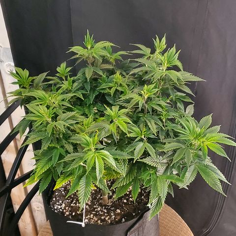 Purple Haze growlog timeline photo