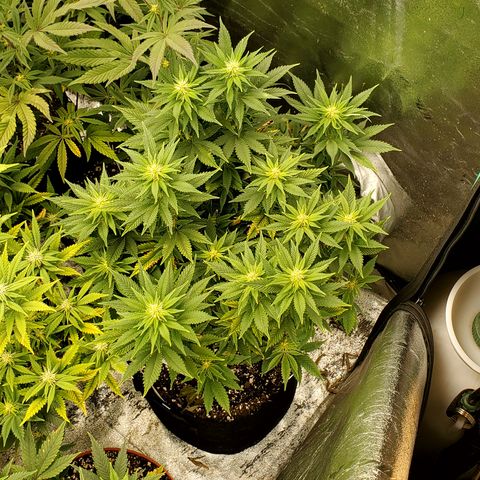 Purple Haze growlog timeline photo