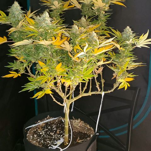 Purple Haze growlog timeline photo