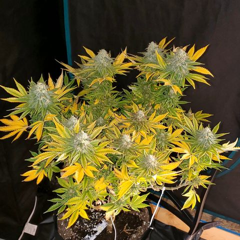 Purple Haze growlog timeline photo