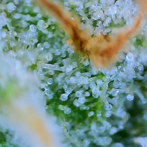 Purple Haze growlog timeline photo