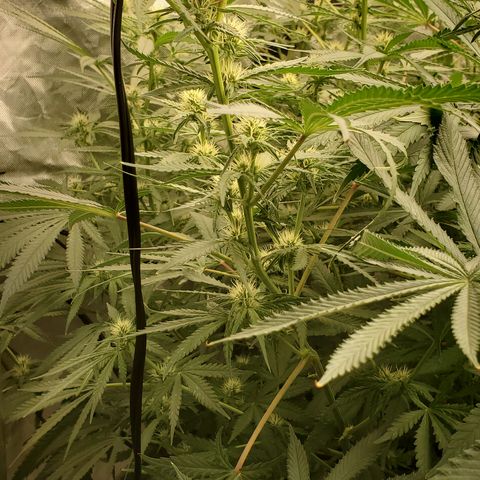 Pineapple XX growlog timeline photo