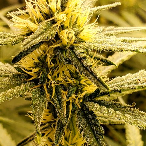 Pineapple XX growlog timeline photo