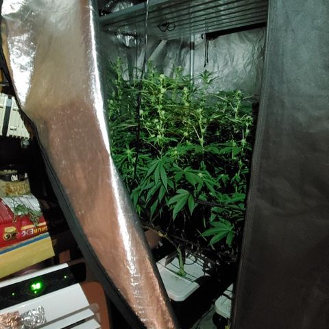 Pineapple XX growlog timeline photo