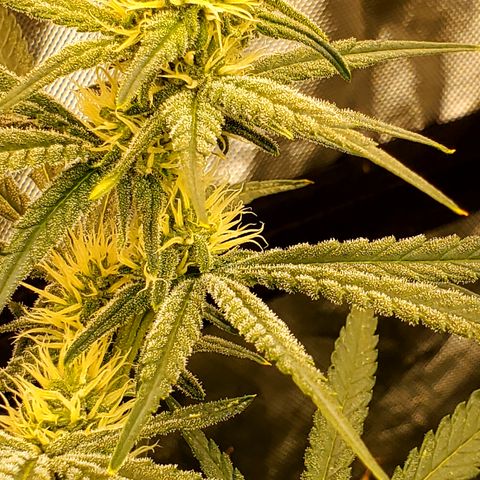 Pineapple XX growlog timeline photo