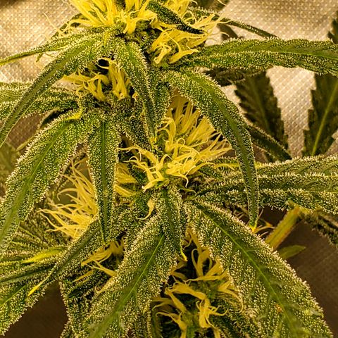 Pineapple XX growlog timeline photo