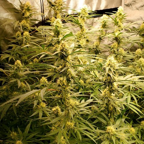 Pineapple XX growlog timeline photo