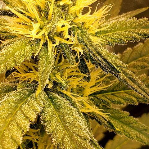 Pineapple XX growlog timeline photo