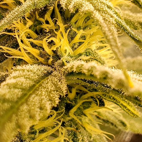 Pineapple XX growlog timeline photo