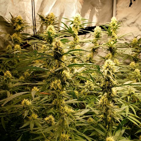 Pineapple XX growlog timeline photo