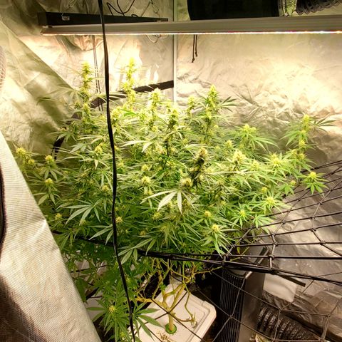Pineapple XX growlog timeline photo