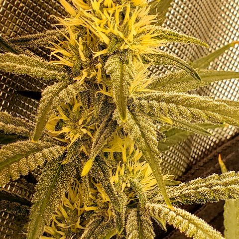 Pineapple XX growlog timeline photo