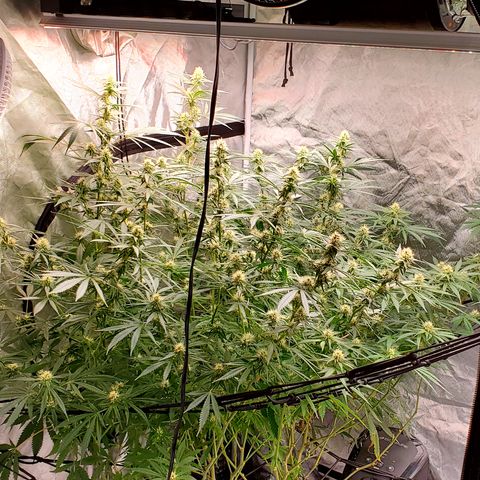 Pineapple XX growlog timeline photo