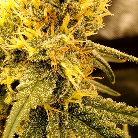 Pineapple XX growlog timeline photo