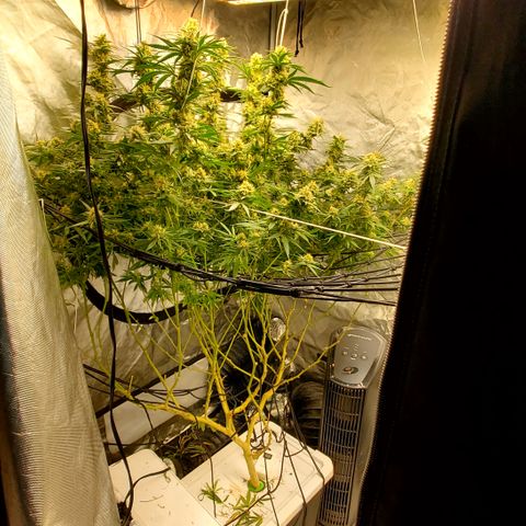 Pineapple XX growlog timeline photo