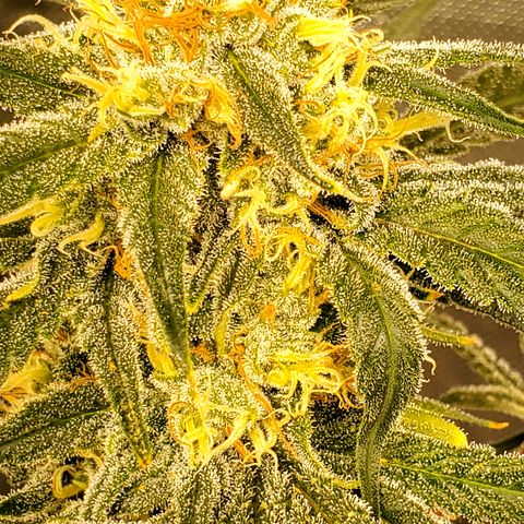 Pineapple XX growlog timeline photo