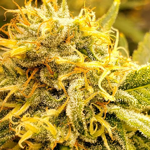Pineapple XX growlog timeline photo