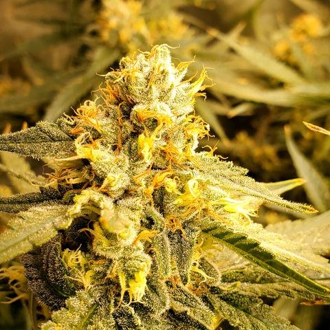 Pineapple XX growlog timeline photo