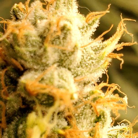 Pineapple XX growlog timeline photo