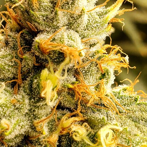 Pineapple XX growlog timeline photo