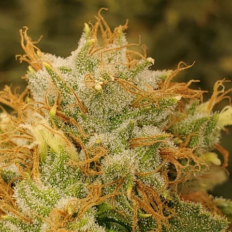 Pineapple XX growlog timeline photo