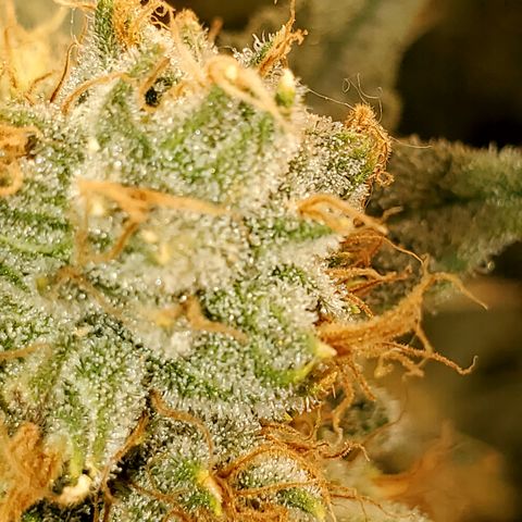 Pineapple XX growlog timeline photo