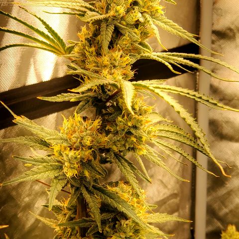 Pineapple XX growlog timeline photo