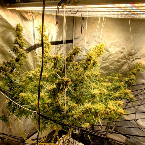 Pineapple XX growlog timeline photo