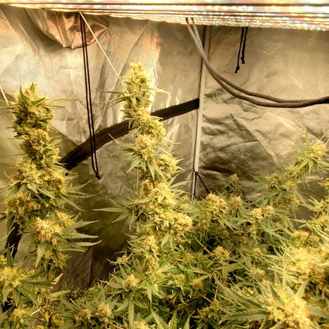 Pineapple XX growlog timeline photo