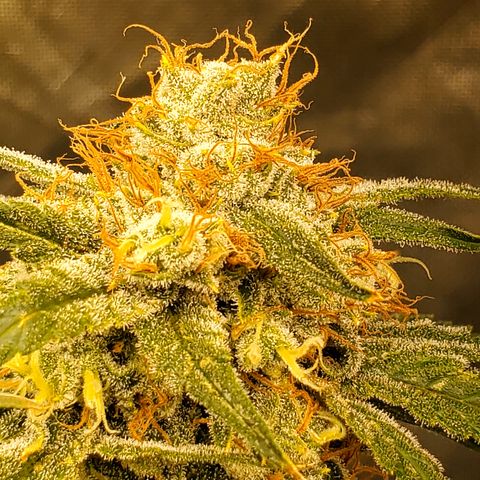 Pineapple XX growlog timeline photo