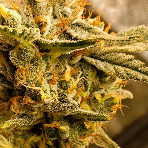 Pineapple XX growlog timeline photo