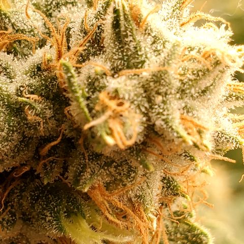 Pineapple XX growlog timeline photo