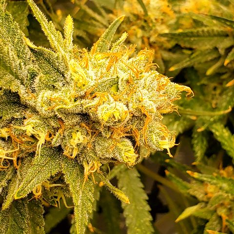 Pineapple XX growlog timeline photo