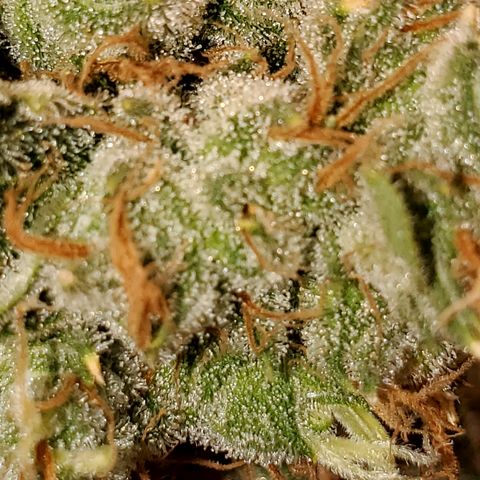 Pineapple XX growlog timeline photo